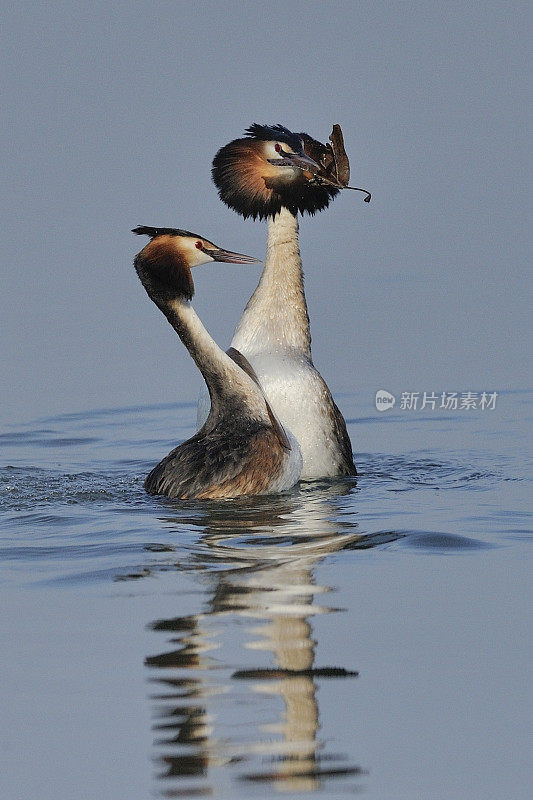 大山脊Grebe (Podiceps crista)